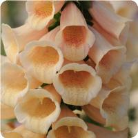 DIGITALE DALMATIAN ALBICOCCA NR.1000 SEMI